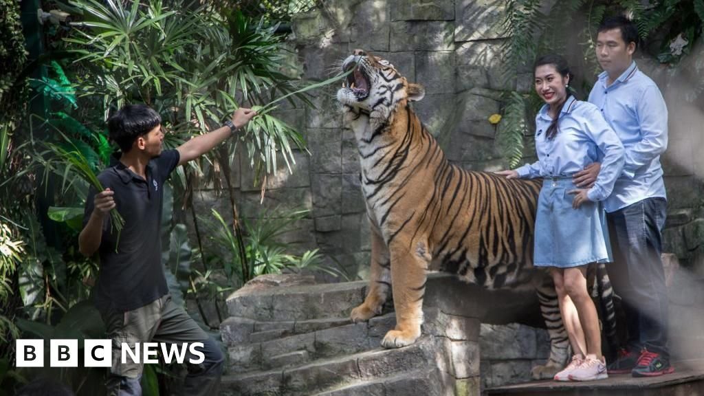 Probe under way as illness kills 72 tigers in tourist park