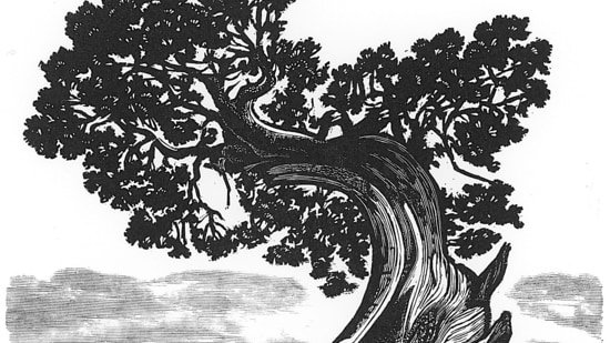 The woods are lovely… and we now know more about why