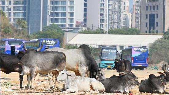 Despite drives, stray cattle menace continues in Gurugram