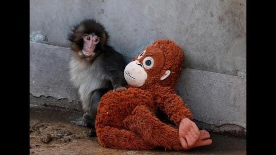 Let’s talk about punch, the abandoned monkey