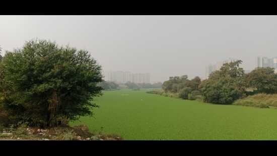 Water hyacinth chokes river in Pune’s Mundhwa area as civic bodies play blame game