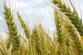 Spring-like heat in heart of winter raises water, agri concerns – Rising Kashmir