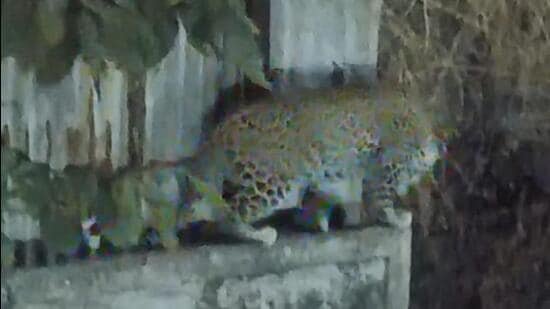 Mumbai: Leopard on compound wall sparks alarm in Goregaon society