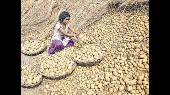 Ammonia supply restored, potato storage crisis averted in UP: Minister