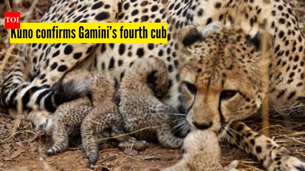 Kuno National Park confirms Gamini’s fourth cub after intensive monitoring; marking another milestone for Project Cheetah |