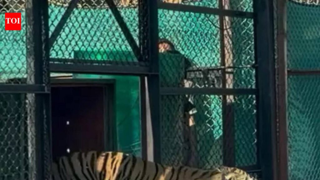 Second tigress from MP released in Mukundra | Jaipur News