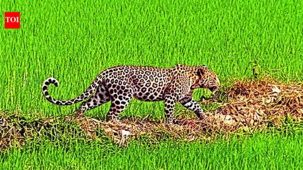Leopard sighting sparks panic in several villages of Katihar | Patna News