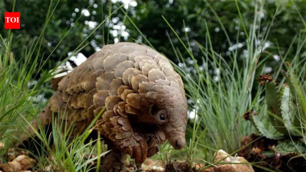 Jhargram to get India’s 2nd pangolin breeding centre | Kolkata News