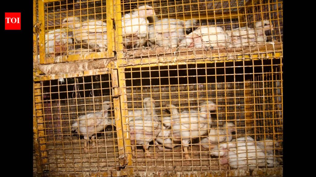 Bird flu outbreak leads to sharp fall in poultry sales ahead of Holi | Patna News