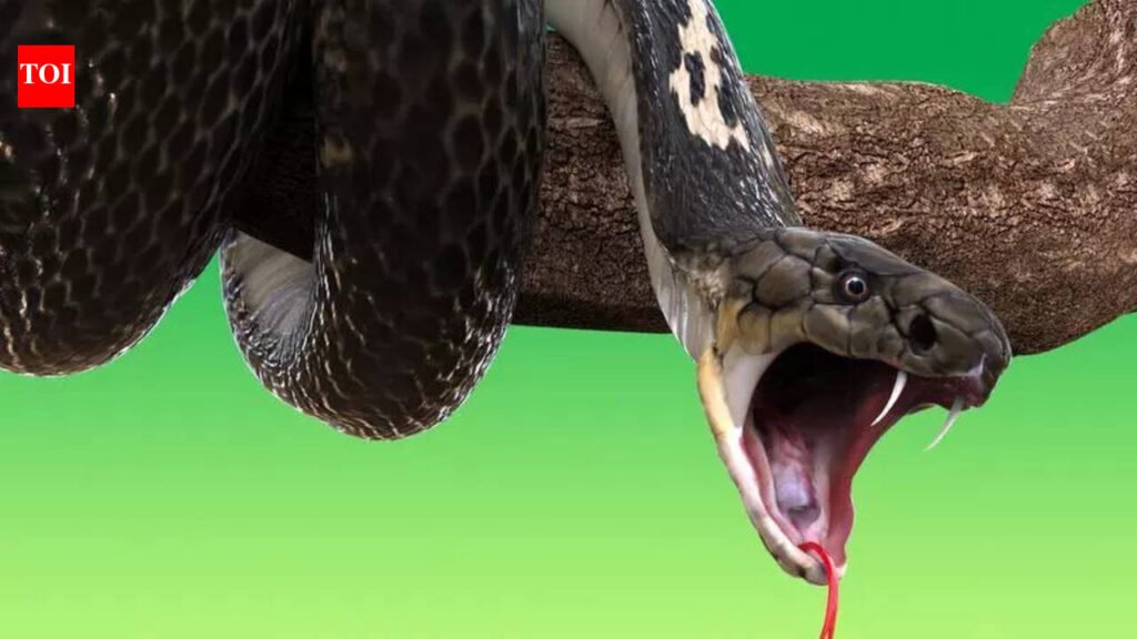 HP declares snakebite notifiable disease | Chandigarh News