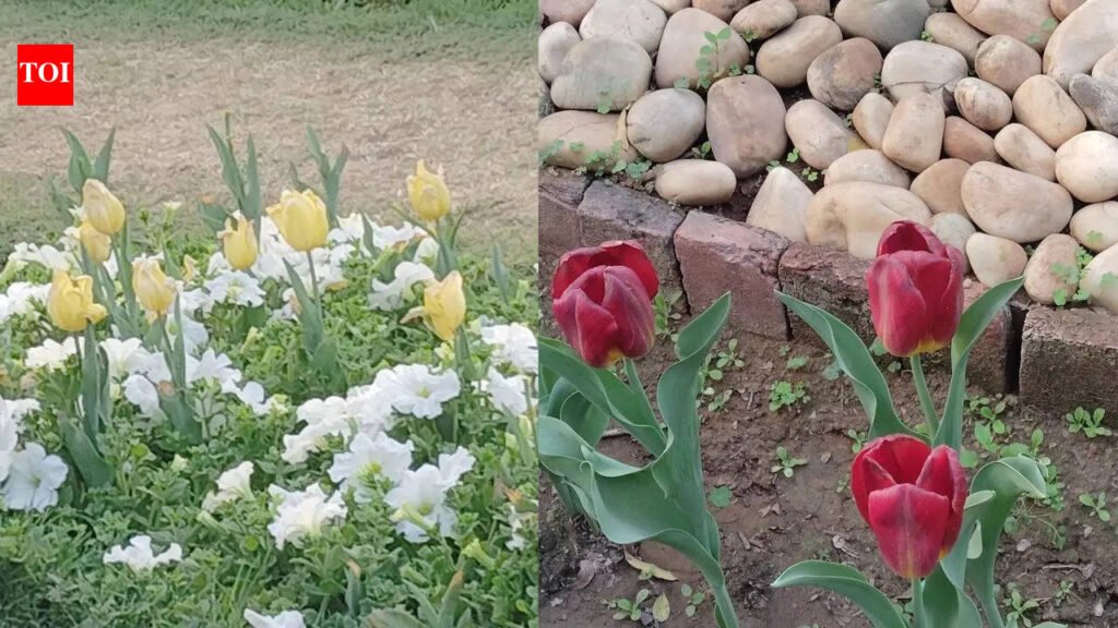 Oh tulips: Reel-ing, nostalgia & the politics of urban aesthetics | Delhi News