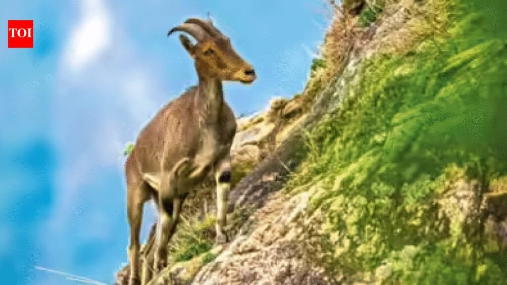 CM lays foundation stone for Nilgiri tahr conservation centre at Coimbatore’s Semmozhi Park | Coimbatore News