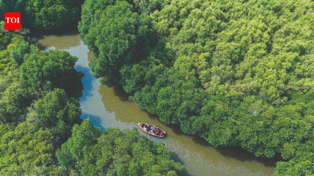 Tamil Nadu Blue Carbon Mapping: Drones, AI to Quantify Mangrove, Seagrass Carbon Storage | Chennai News