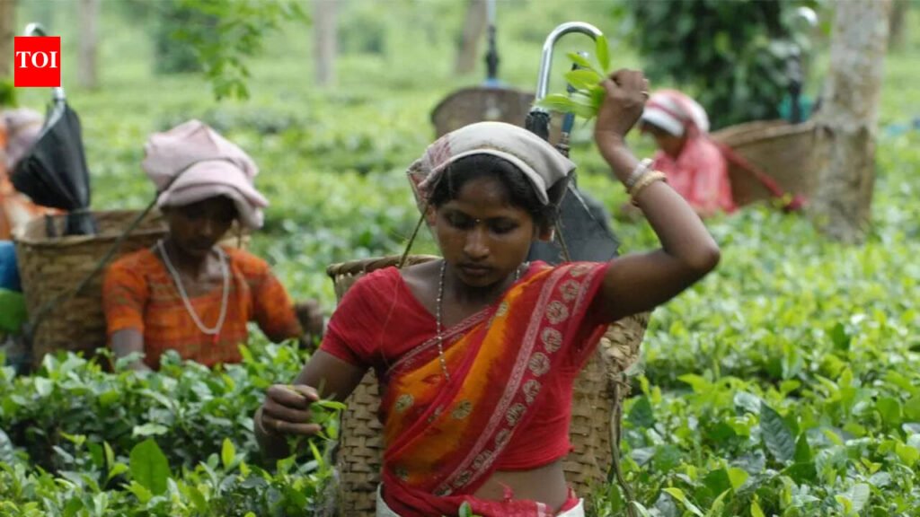 Indian tea exporters keep fingers crossed as tension escalates in West Asia | Guwahati News