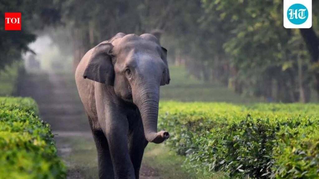 Tragic elephant encounter: Woman trampled to death by elephant in Jharkhand; Authorities offer compensation and deploy teams to prevent future incidents | Ranchi News