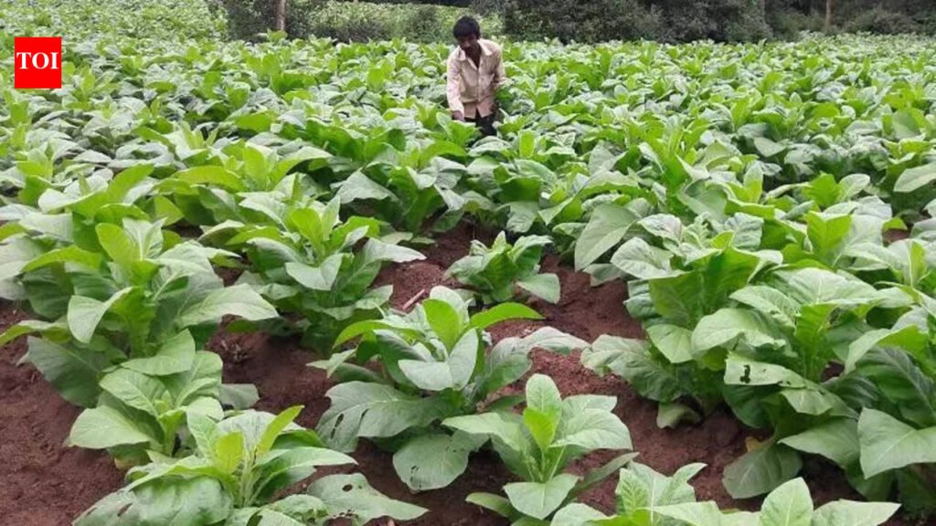JD(S) functionary urges state govt to rescue tobacco farmers | Mysuru News