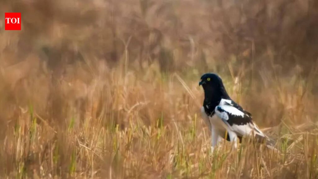 Record birdsongs around you,it’s 4th DawnChorus Day | Kolkata News
