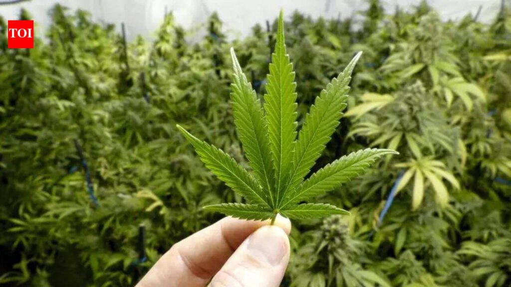 Three arrested with over 3kg ganja in Coimbatore | Coimbatore News