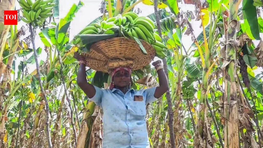 IMD issues rain forecast, warning for cultivators | Pune News