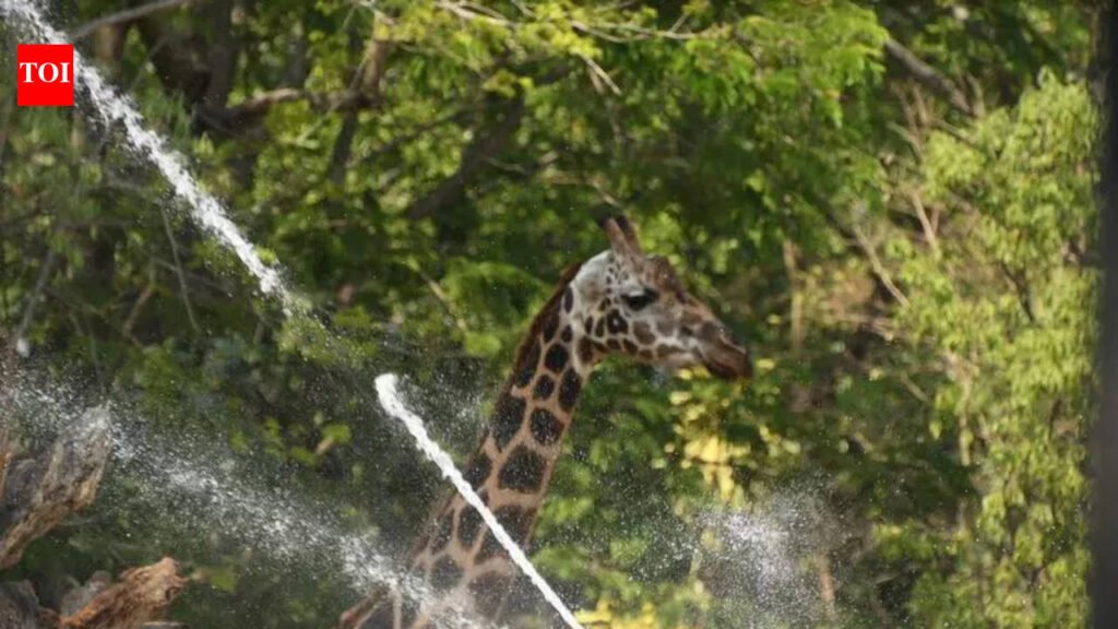 Summer heat grips Mysuru, Kodagu sizzles above normal | Mysuru News