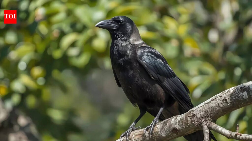 Why are crows associated with ancestors?