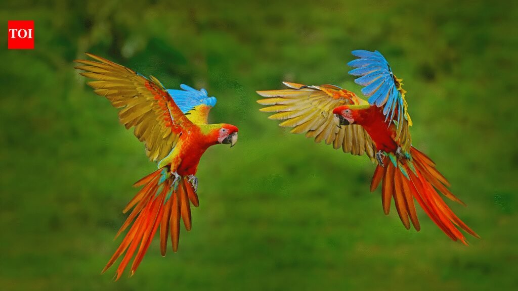 10 countries with the highest bird species in the world; India also secures a spot