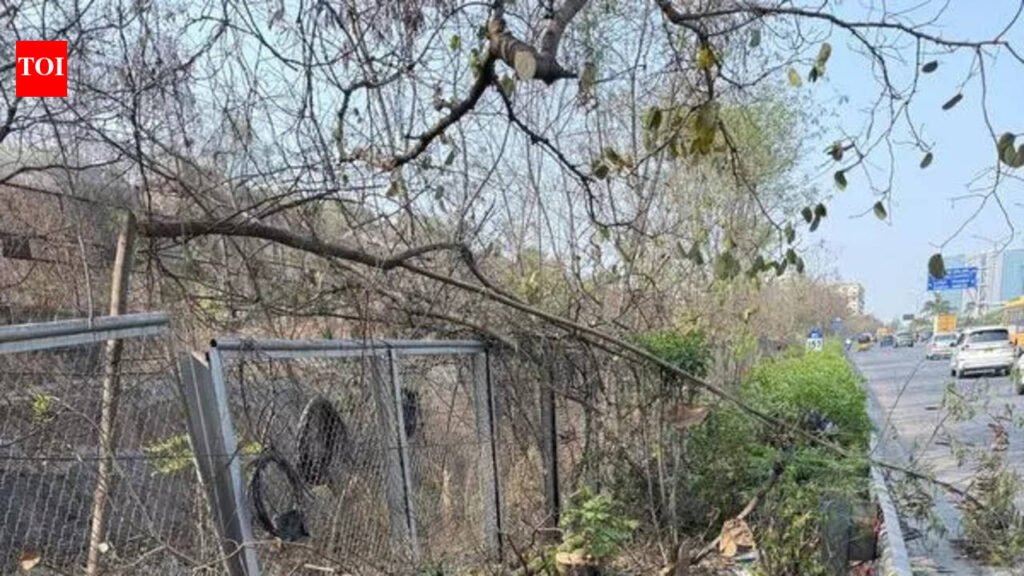 Over 100 Bauhinia trees felled without permission in Hyd | Hyderabad News