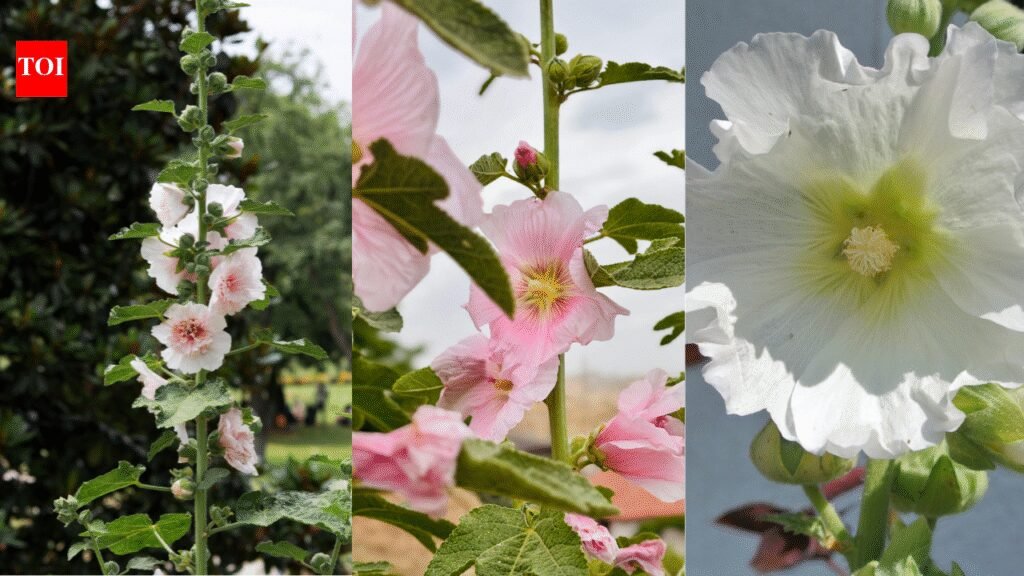 How to grow hollyhock flowers at home and achieve a vibrant summer garden |