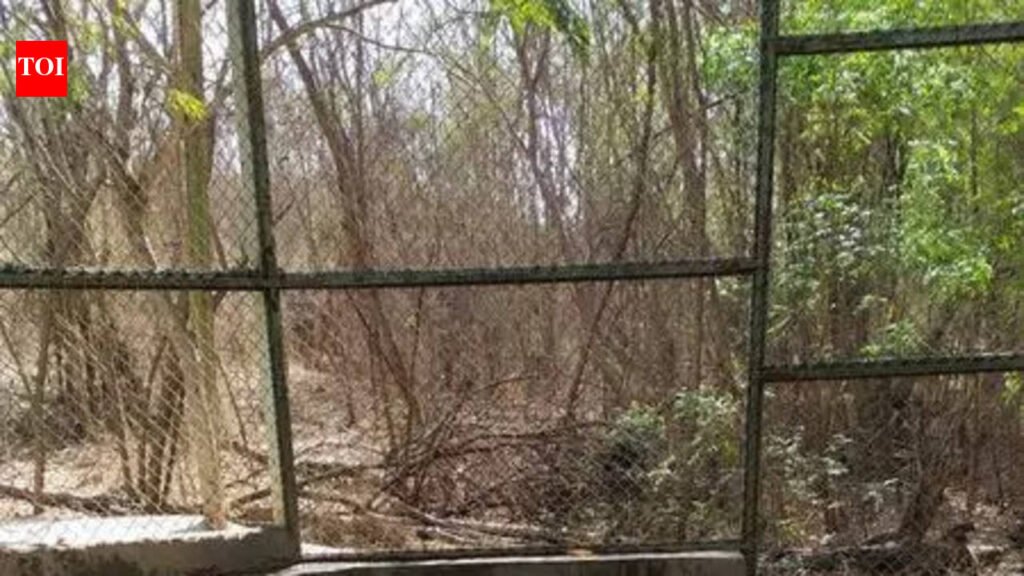 Keeping cool: RMC steps up summer safety for zoo animals | Rajkot News