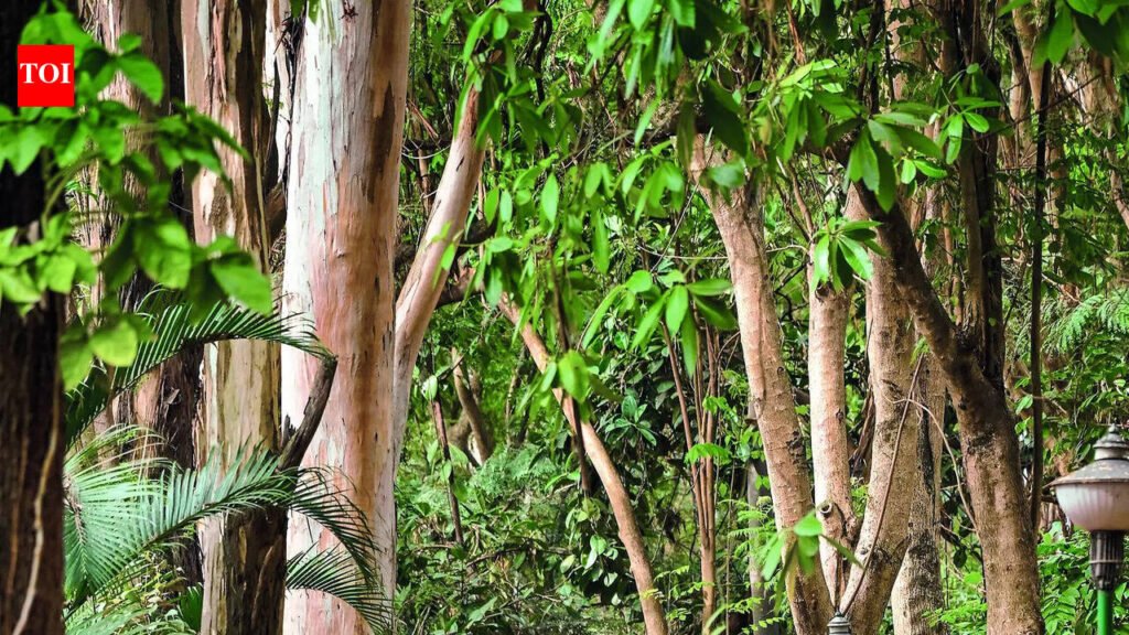 Discover Bengaluru’s green escapes on the International Day of Forests | Bengaluru News
