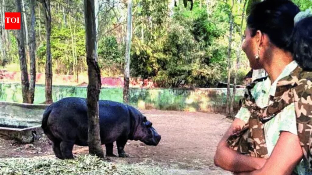 Vet dies of injuries after a pregnant hippo attacks her in Karnataka zoo | Hubballi News