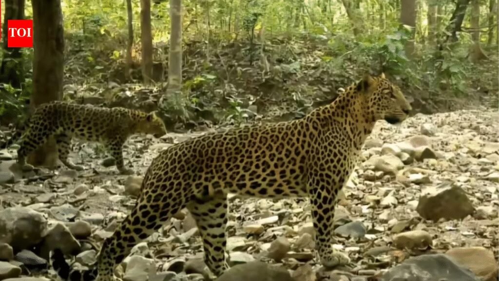 Peace to open corridor for animal movement | Bhubaneswar News