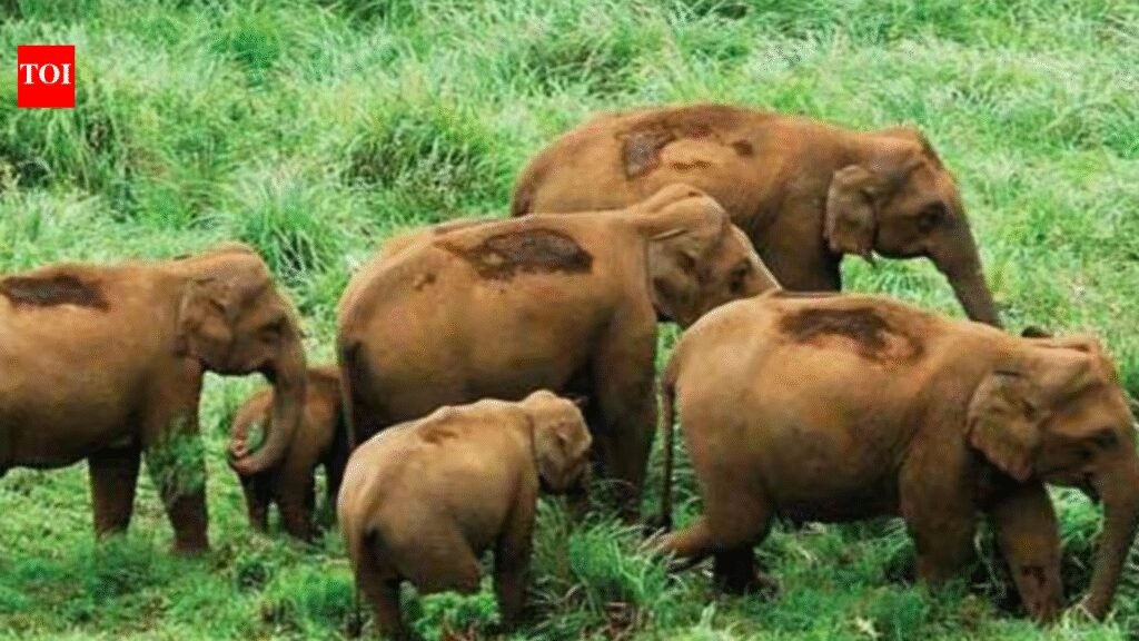 From Maoist stronghold to wildlife revival: How Sunabeda sanctuary is reclaiming its forests | Bhubaneswar News