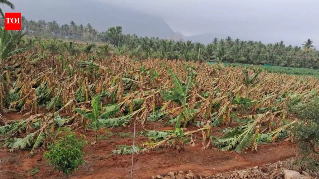 Hailstorm makes a ‘clean sweep’ of farmlands in Coimbatore, Erode, and The Nilgiris | Coimbatore News