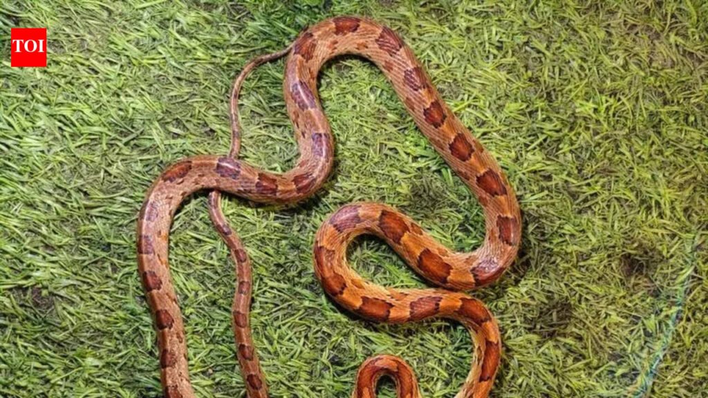 Snake spotted in Tohana school, rescued safely | Chandigarh News