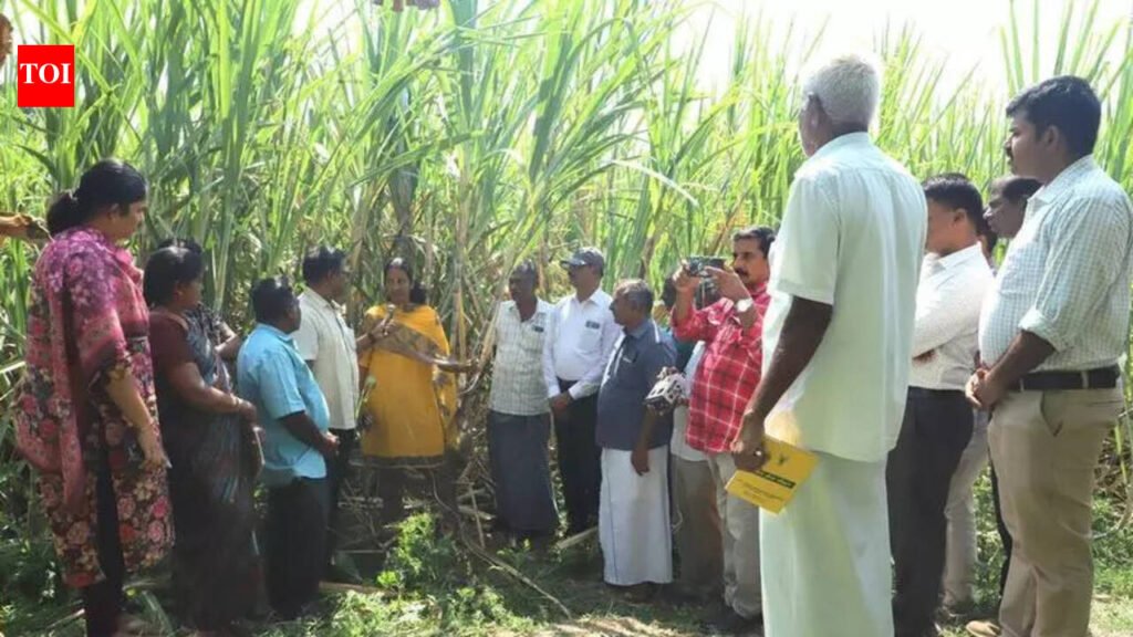Sugarcane Breeding Institute introduces new variety to farmers | Coimbatore News