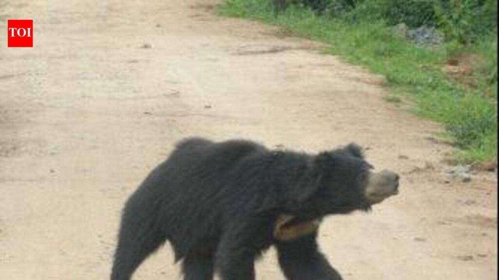 Woman injured in bear attack near VTR | Patna News