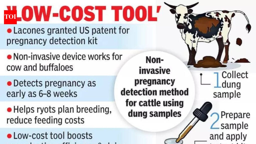Non-invasive kit lets ryots detect pregnancy in cattle | Hyderabad News