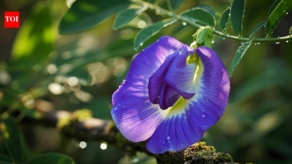 How to grow Goddess Durga’s favourite aparajita flowers in your balcony garden