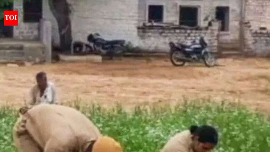 Nagaur police seize 600 opium poppy plants, arrest farmer | Jaipur News