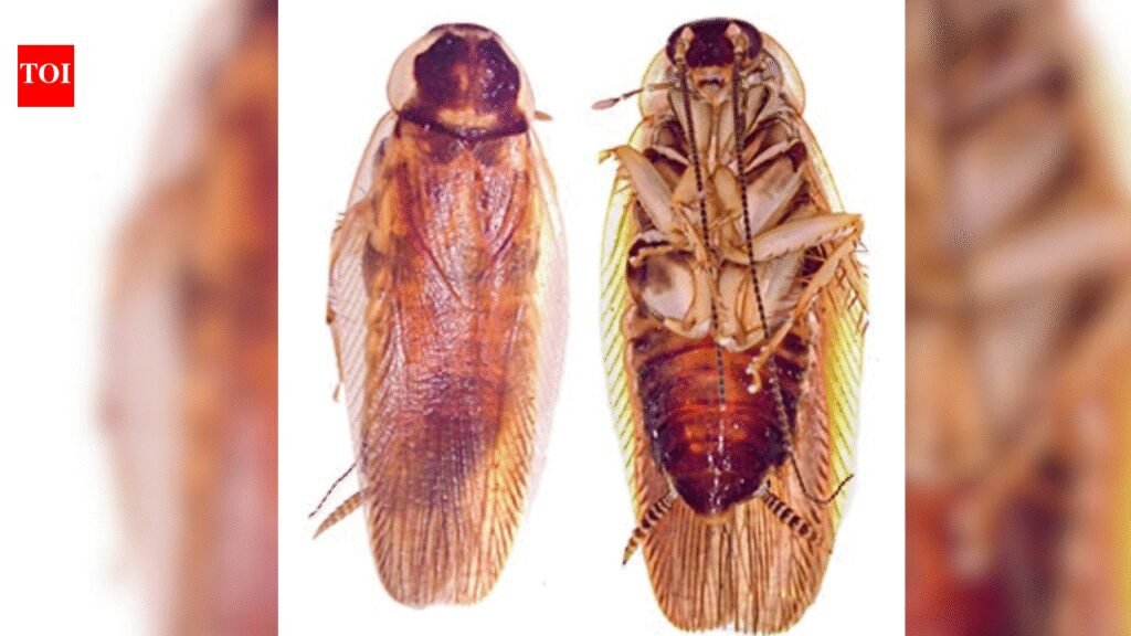 India identifies new cockroach species using DNA-led taxonomy for first time in 267 years | Kolkata News
