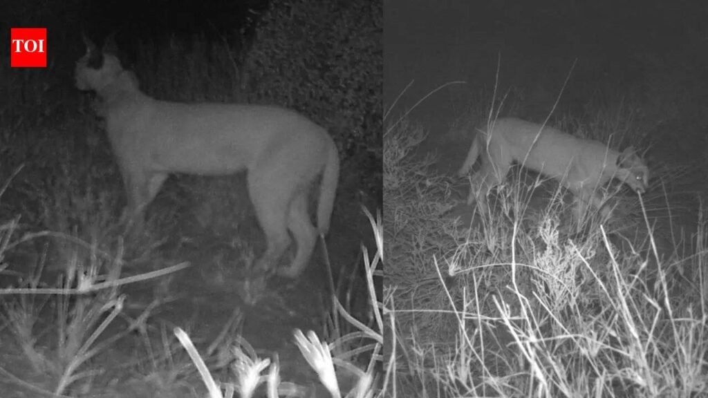 Endangered wild cat sighted in Jaisalmer, forest dept ramps up monitoring | Jaipur News