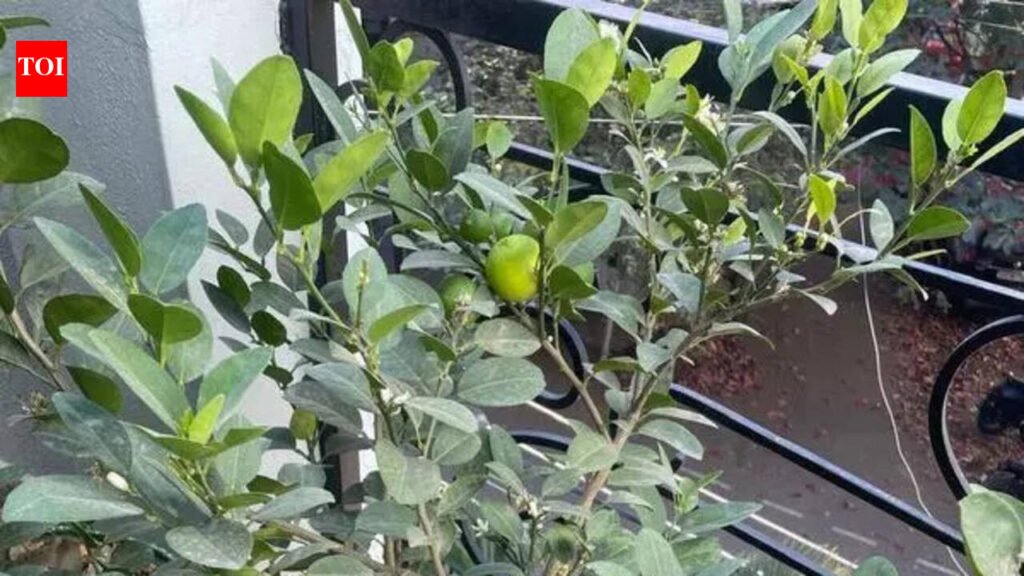 No thorns, no trouble: Lime finds place in Bengaluru’s terrace gardens | Bengaluru News