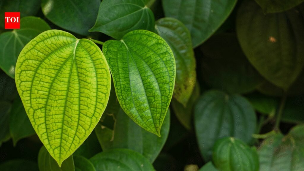 How to grow a paan (betel leaf) plant from a single leaf: A simple guide for home gardeners |