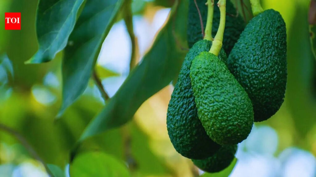 Avocado Growing Tips: Stop buying avocados! Here’s how to grow them easily in your balcony garden and save big money