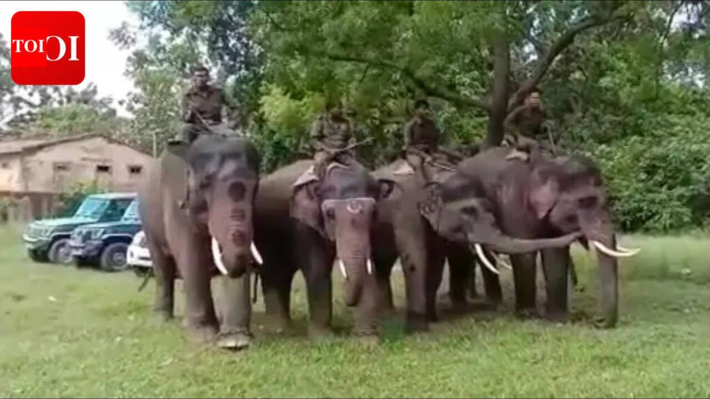 Elephant patrol boosts wildlife protection in VTR | Patna News