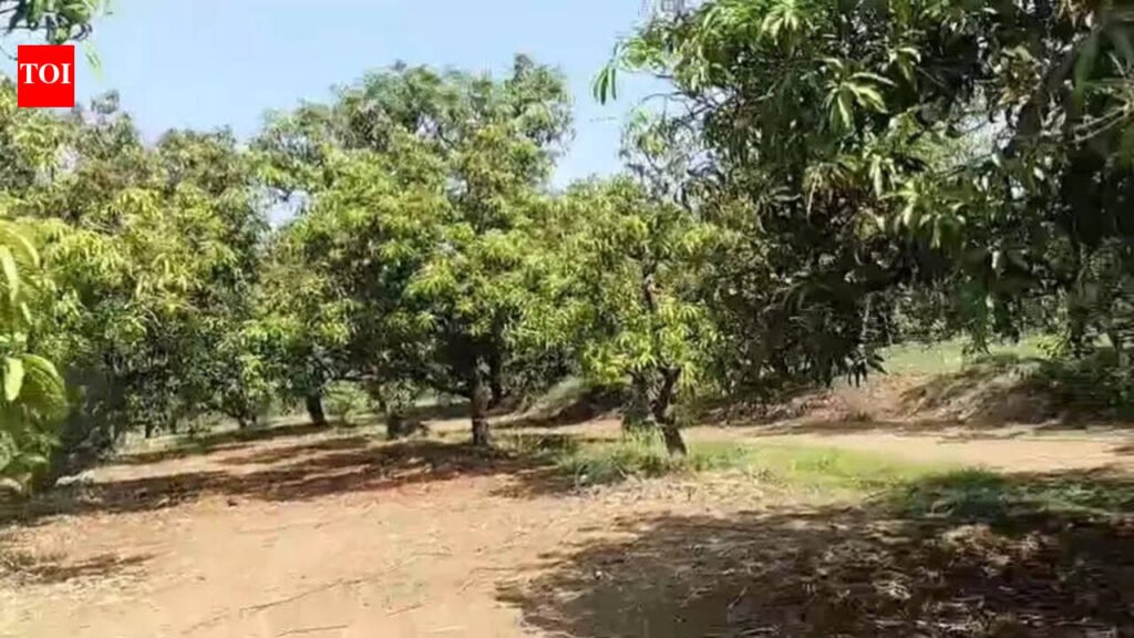 Bumper bloom fades as mango hopes wither | Surat News