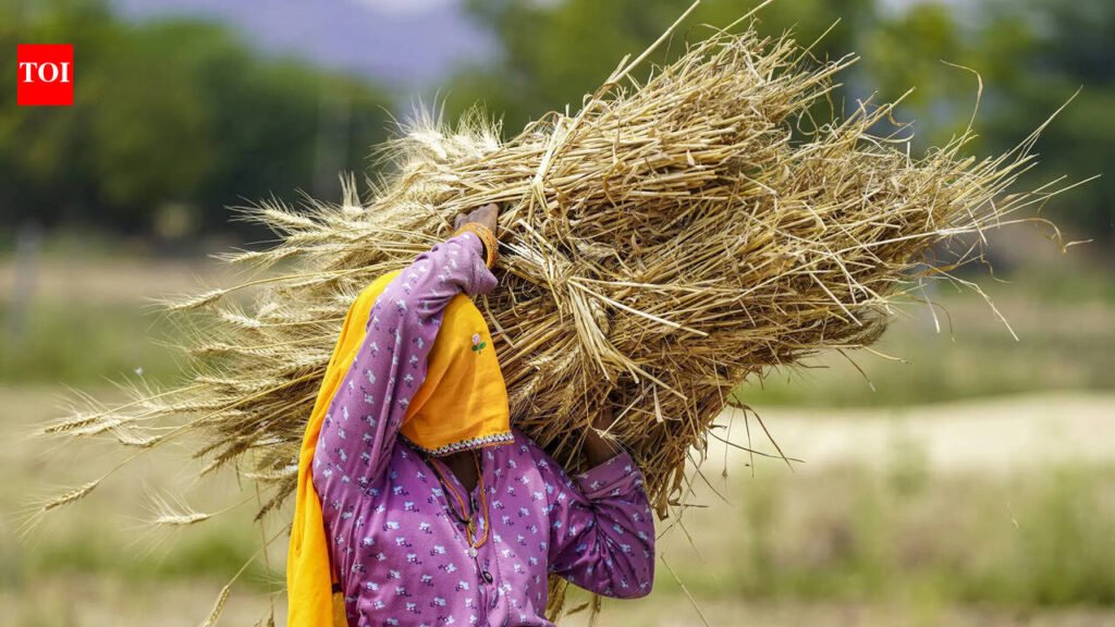 Over 22,000 hectares of standing crops hit by storms in Bhagalpur: Govt | Patna News