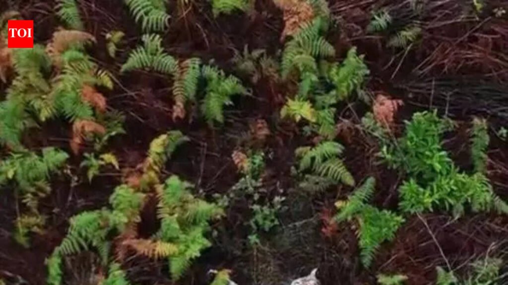 Tiger creates panic in Chennamallipura village | Mysuru News