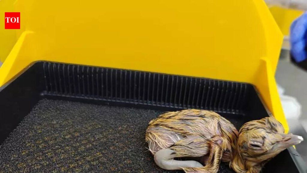 GIB centre welcomes 2 chicks | Jaipur News